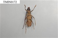 單條深山天牛藏品圖，第3張